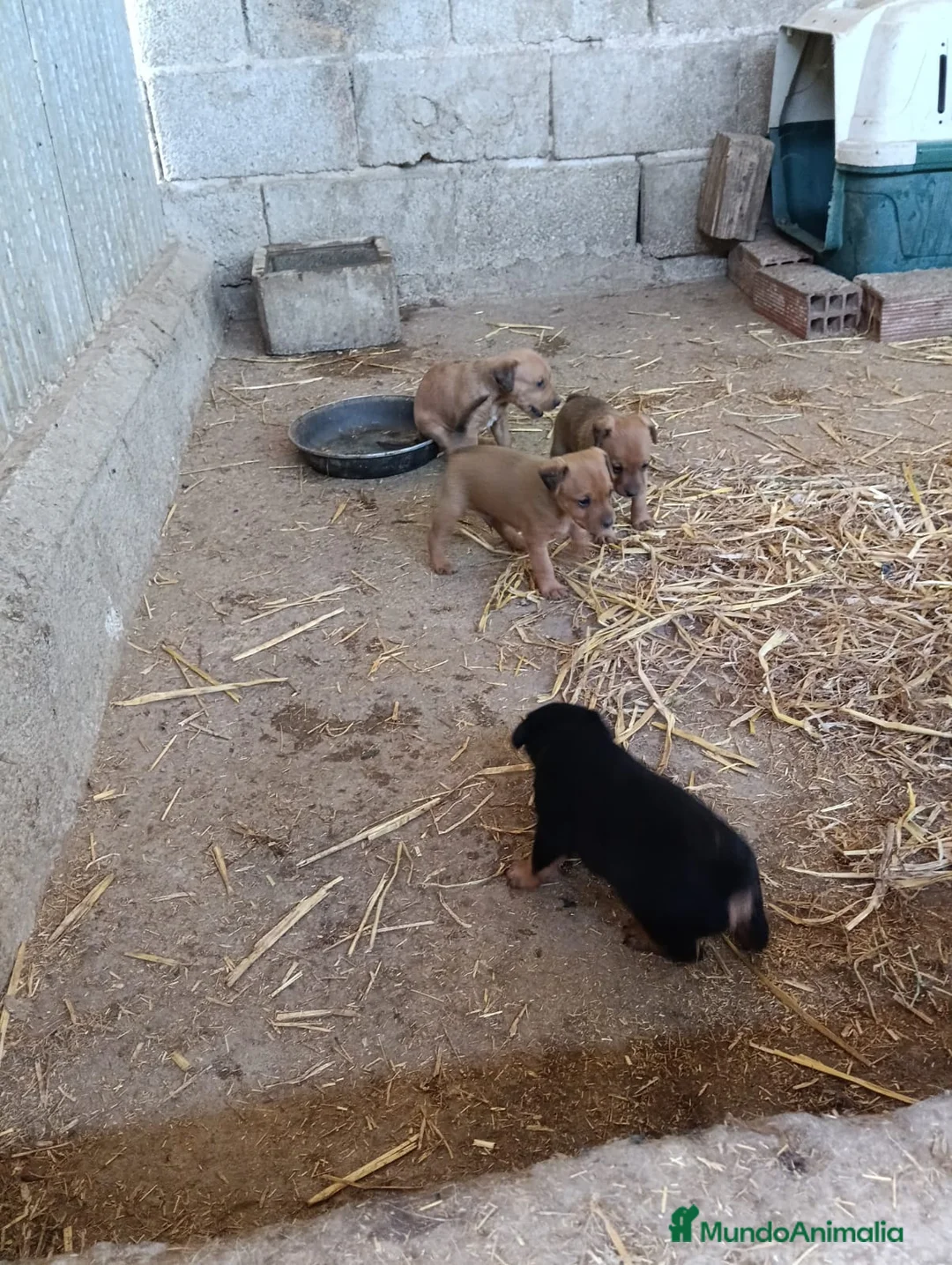 Pinscher Miniatura perros en venta: PINCHER MINI EXCLUSIVOS - Anuncio 3