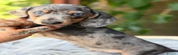 Teckel Miniatura perros en venta: TECKEL MINIATURA EXÓTICOS  - Anuncio 8