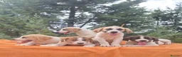 Mastín Español perros en venta: Mastín español  - Anuncio 4