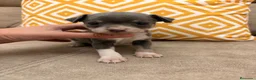 Chihuahua perros en venta: Preciosos Chihuahuas blue - Anuncio 3