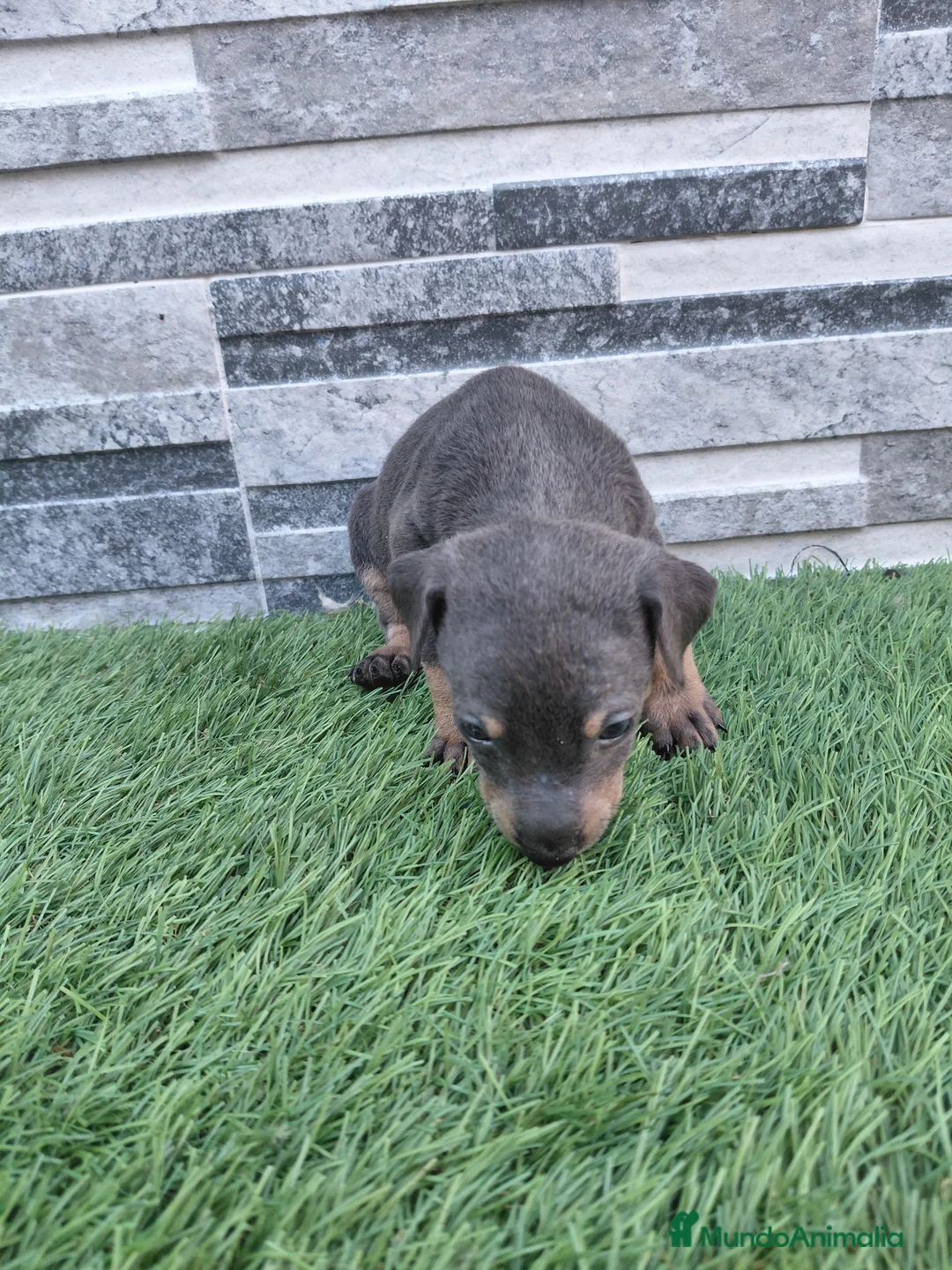 Pinscher Miniatura perros en venta: Pincher blue - Anuncio 3