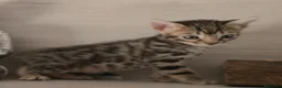 Bengalí gatos en venta: GATOS BENGALÍ  - Anuncio 6