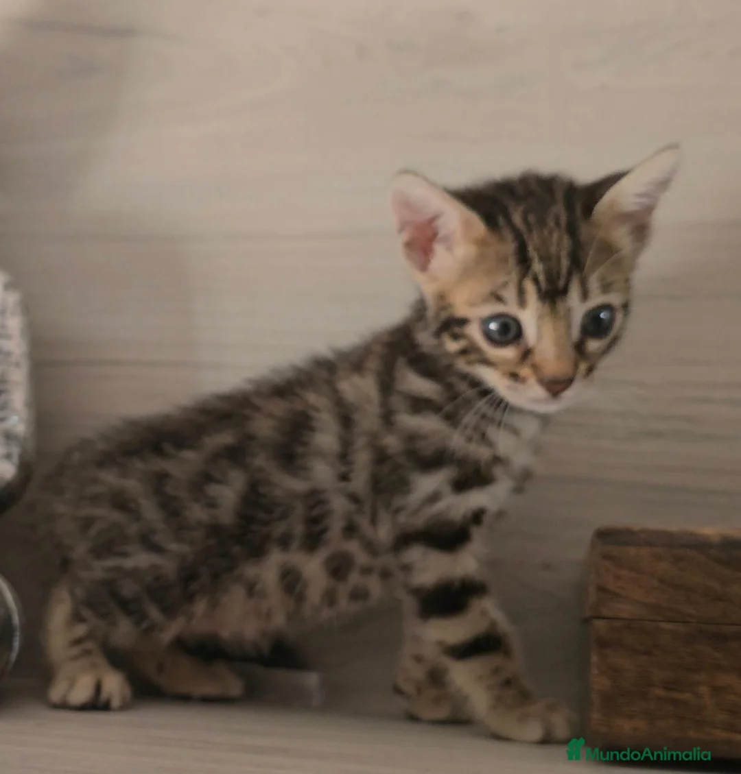 Bengalí gatos en venta: GATOS BENGALÍ  - Anuncio 6