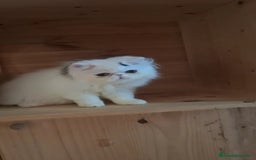 Persa gatos en venta: Gatito Persa - Anuncio 4