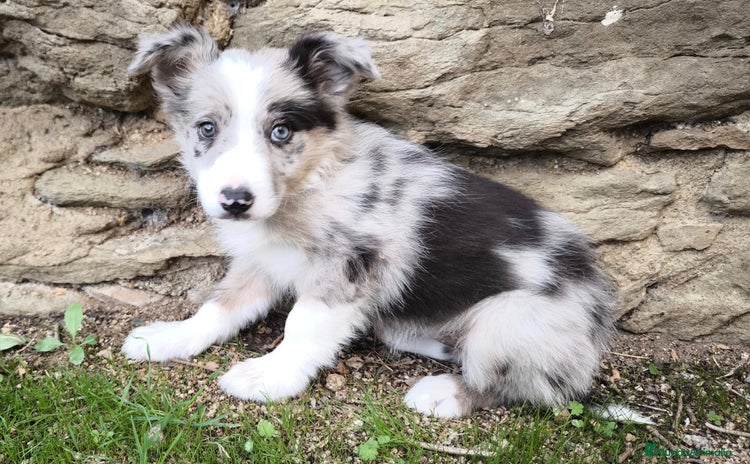 Border Collie perros - Anuncio 2