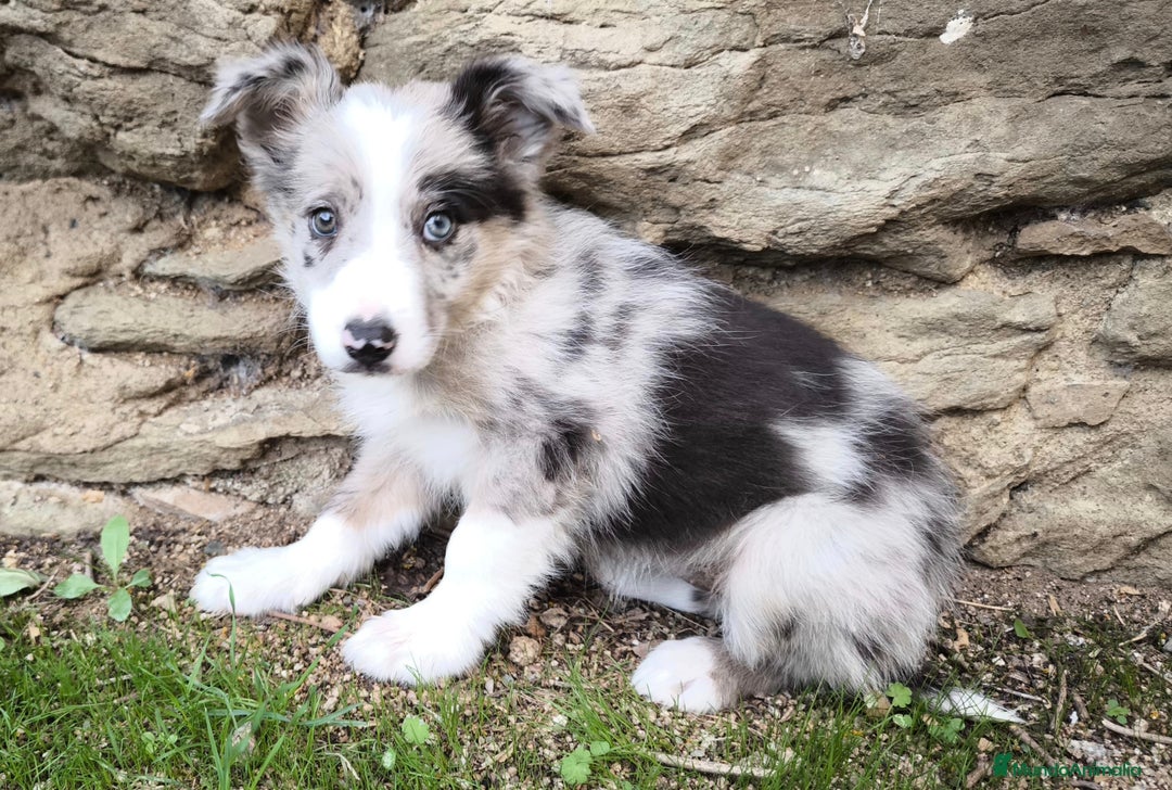 Border Collie perros en venta: Cachorros border collie! Ojos azules! - Imagen 1