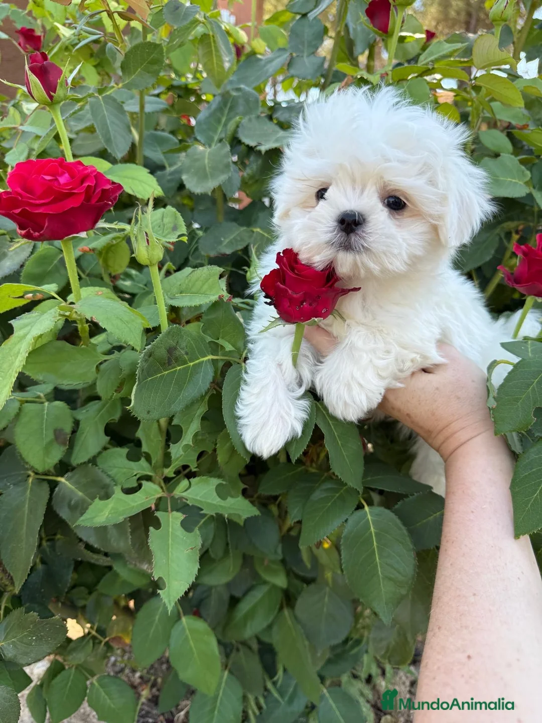 Bichón Maltés perros en venta: Buchon maltés listo para entregar toy - Anuncio 2