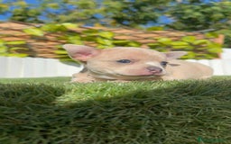 Chihuahua perros en venta: CHIHUAHUA HEMBRA - Imagen 1