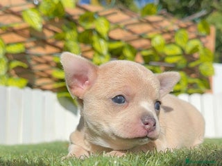 Chihuahua perros - Anuncio 28