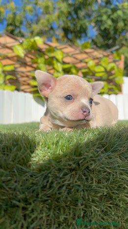 Chihuahua perros - Anuncio 1