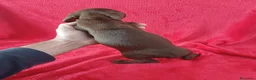 Teckel Miniatura perros en venta: Teckel Mini Chocolate Ojos Claros  - Anuncio 3
