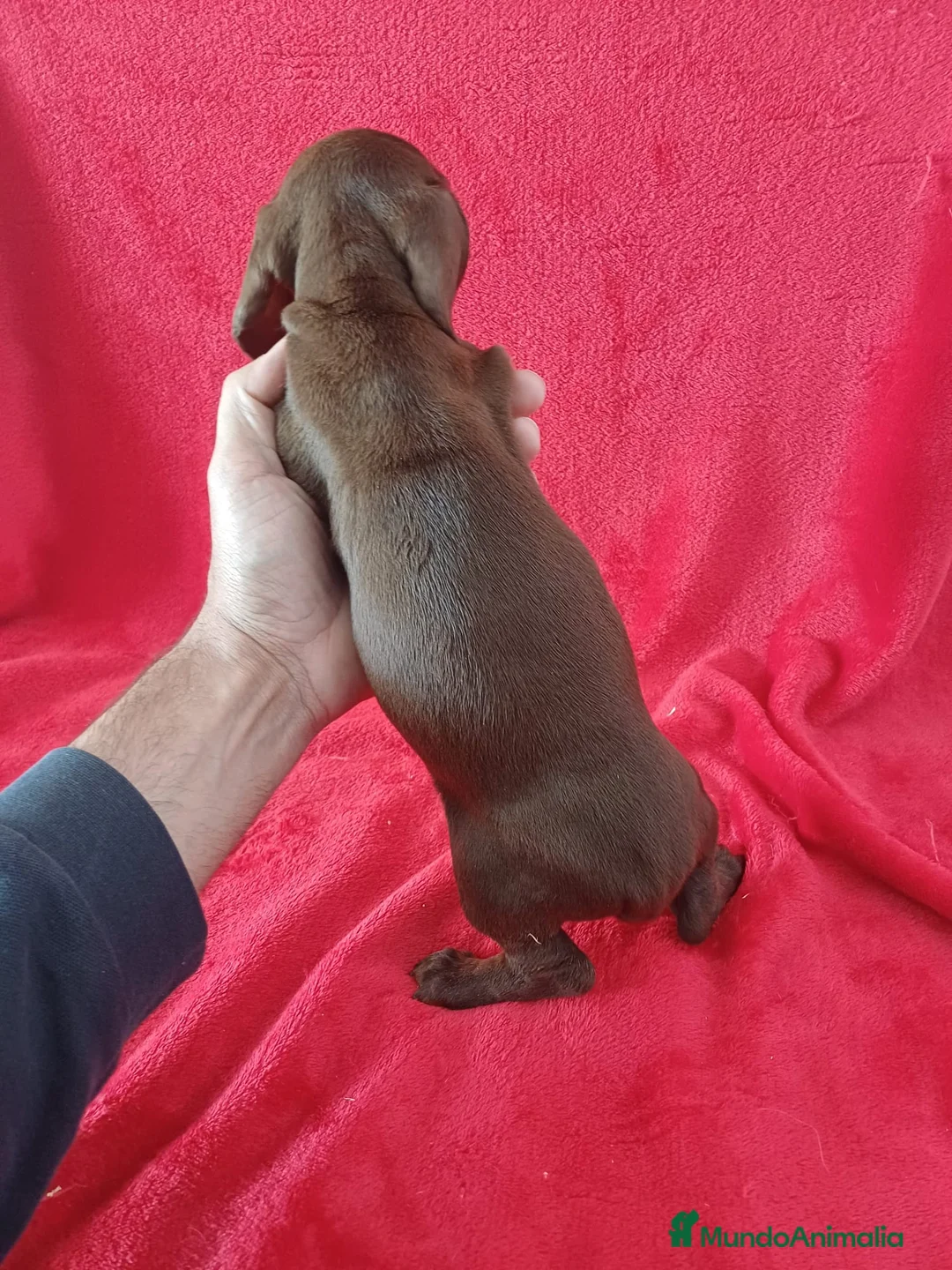 Teckel Miniatura perros en venta: Teckel Mini Chocolate Ojos Claros  - Anuncio 3