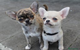 Chihuahua perros en venta: Chihuahuas - Imagen 1