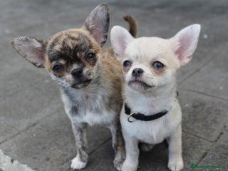 Chihuahua perros - Anuncio 1
