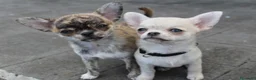 Chihuahua perros en venta: Chihuahuas - Anuncio 1