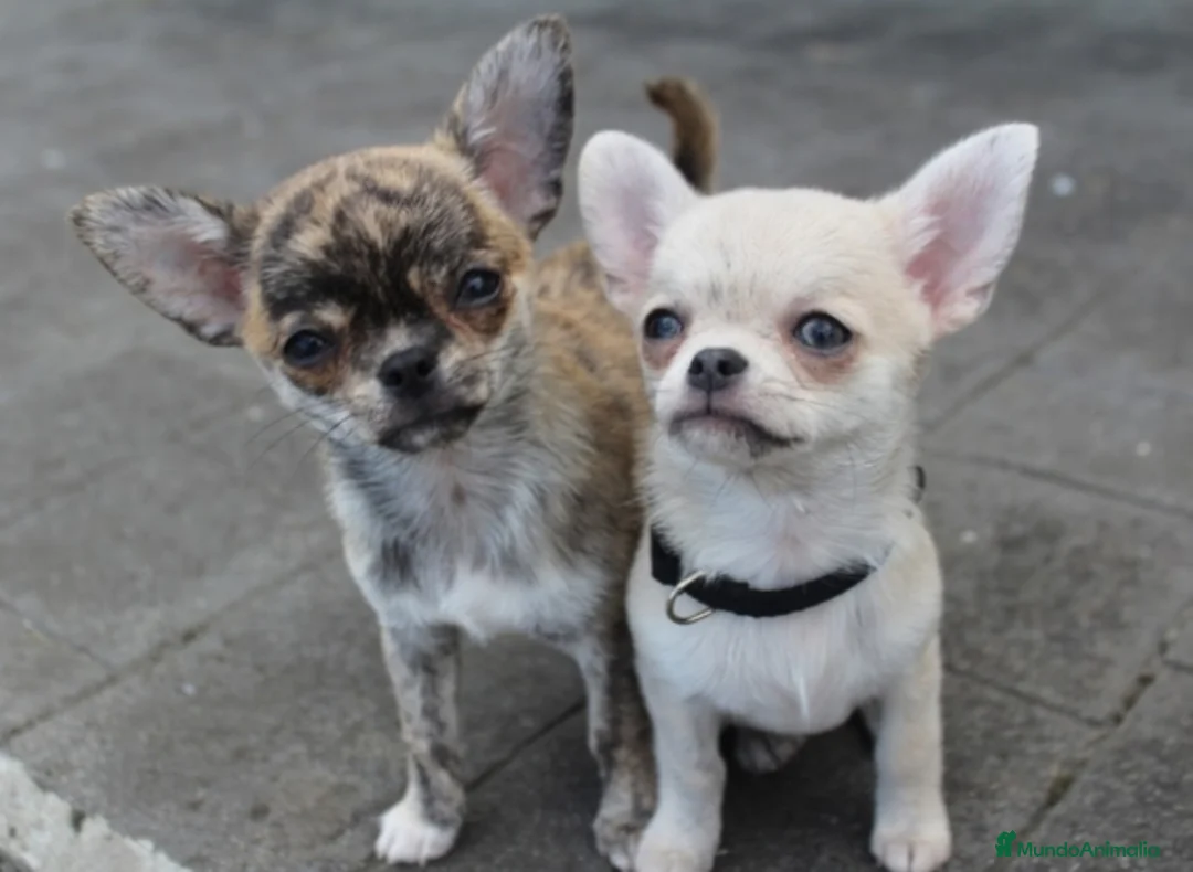 Chihuahua perros en venta: Chihuahuas - Anuncio 1