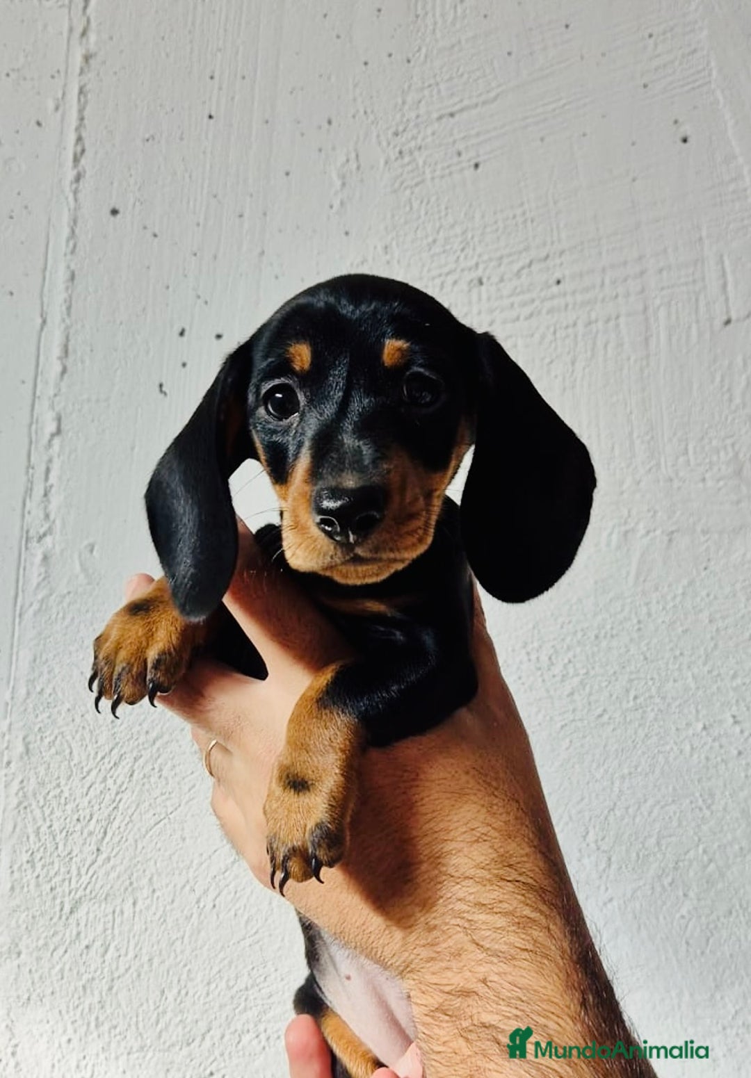 Teckel perros en venta: Teckel Miniatura pelo corto HEMBRA - Imagen 1