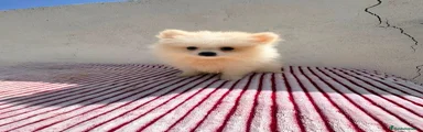 Pomerania 1
