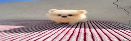 Pomerania perros en venta: Lulu de Pomerania toy  - Anuncio 3