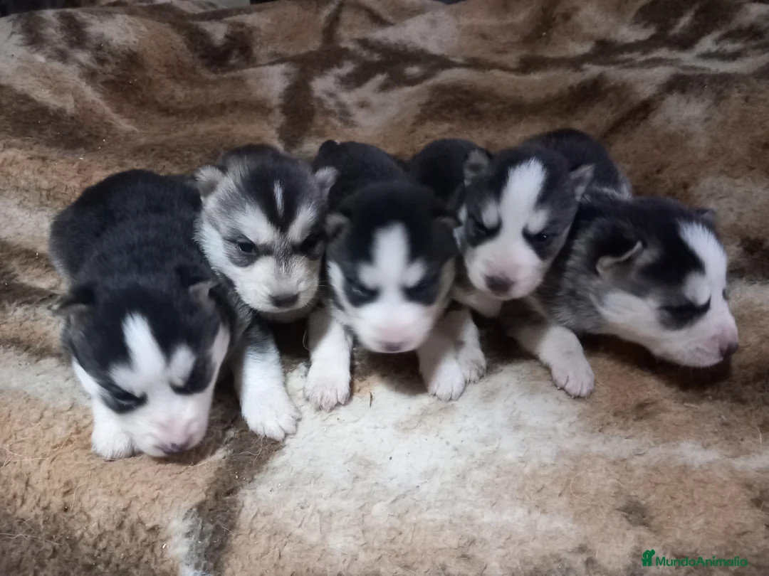 Imagen de galería {{count}}