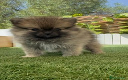 Pomerania perros en venta: POMERANIA HEMBRA COLOR SABLE - Imagen 4