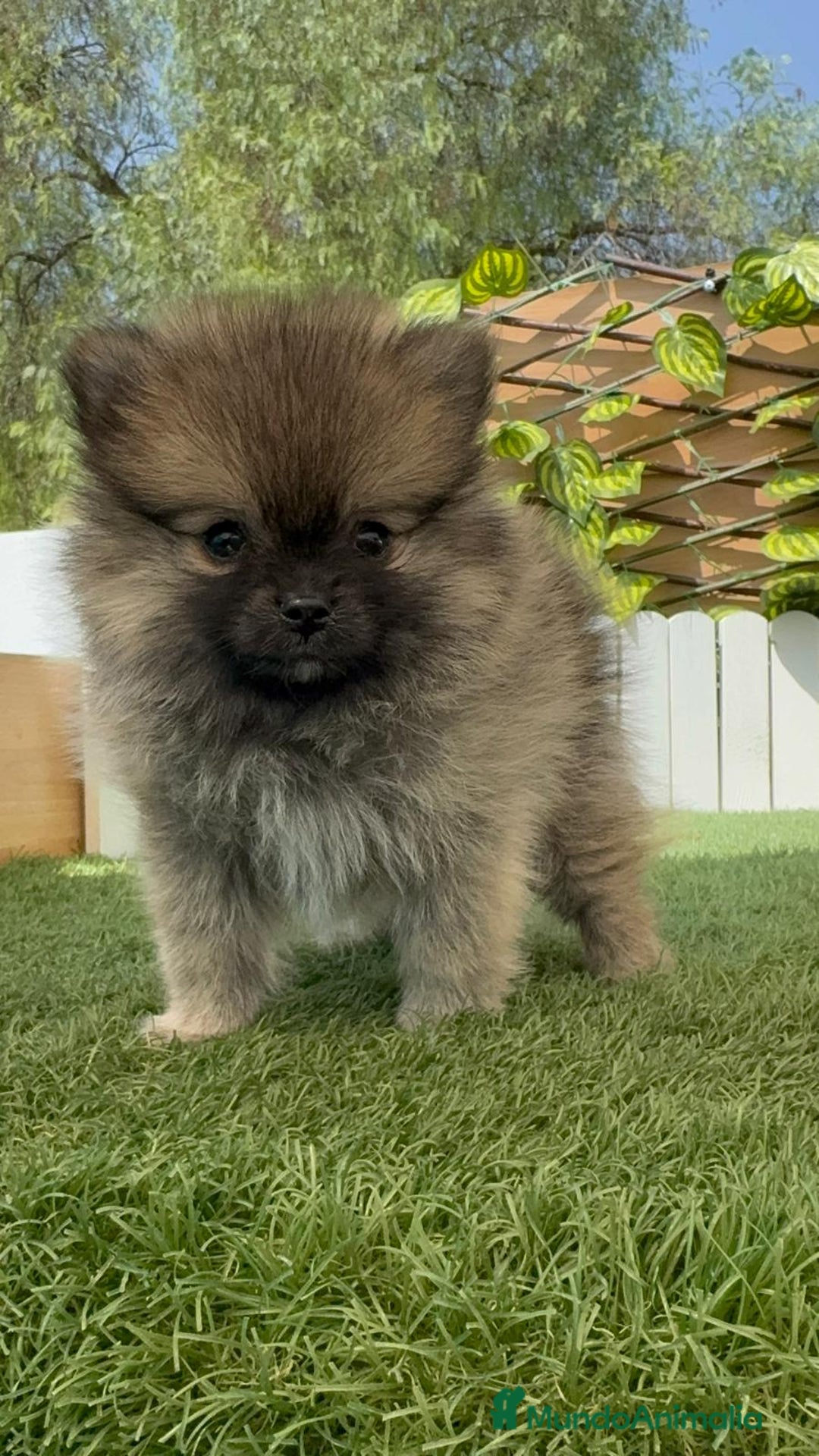 Pomerania perros en venta: POMERANIA HEMBRA COLOR SABLE - Imagen 4
