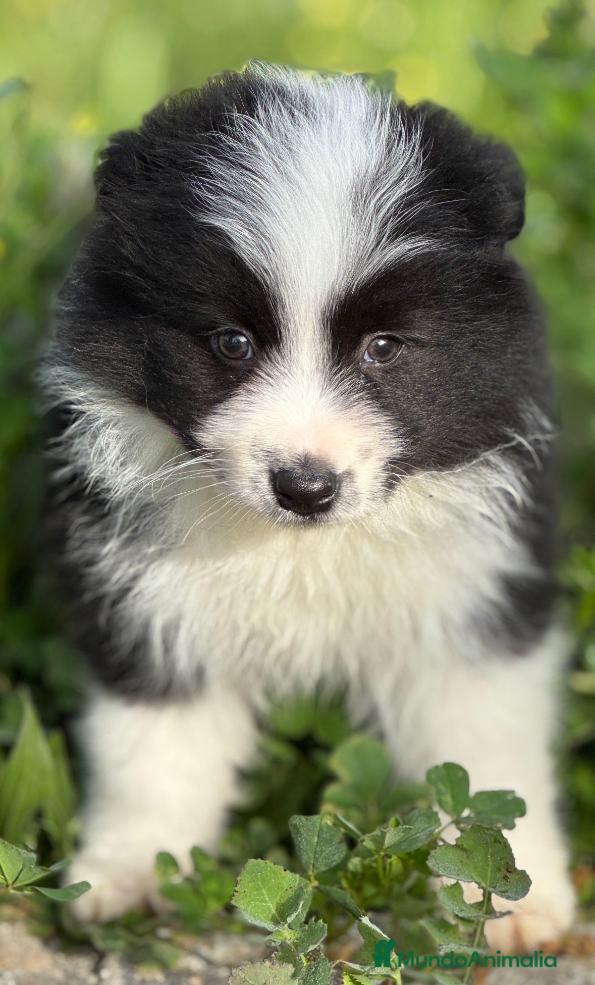 Border Collie perros 	Border Collie de Alta Competición. Excepcional  - Anuncio 2