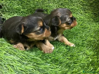 Yorkshire Terrier perros Yorkshire Zaragoza - Anuncio 28