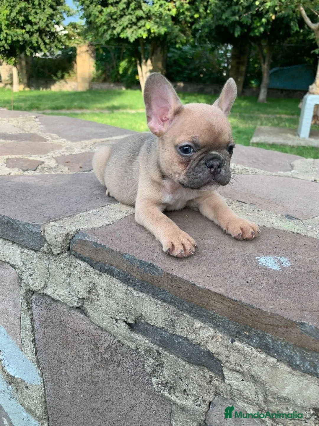 Bulldog Francés perros en venta: Bulldog francés mini - Anuncio 4