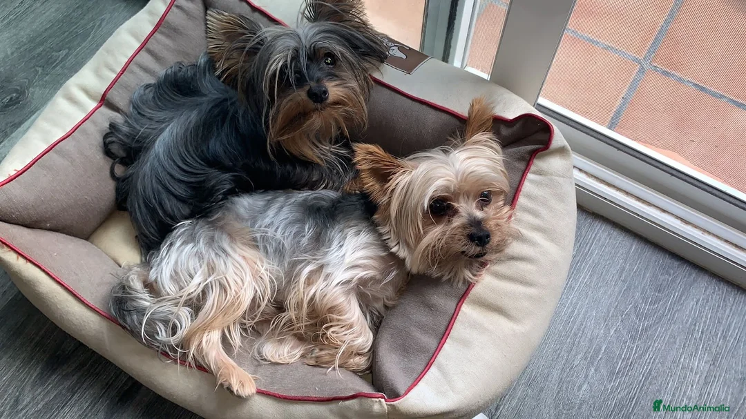 Imagen de galería {{count}}