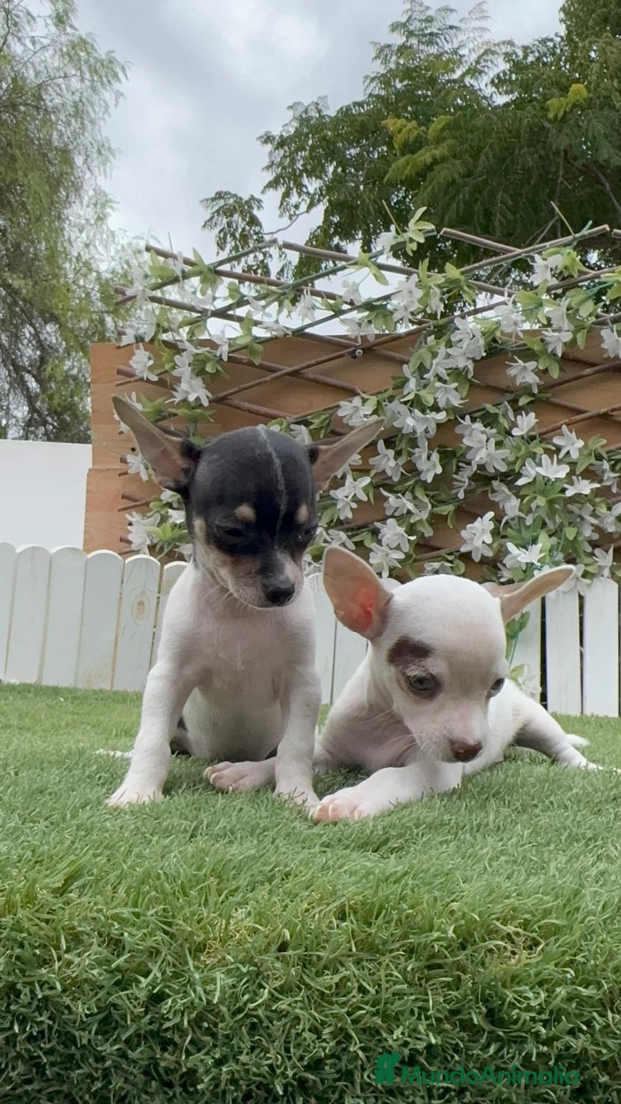 Chihuahua perros 🐾 CAMADA DE CHIHUAHUAS – PELO CORTO 🐾 - Anuncio 2