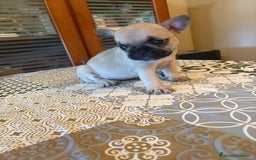 Bulldog Francés perros en venta: Bulldog francés  - Imagen 1