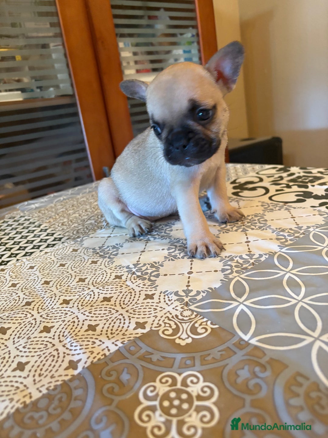 Bulldog Francés perros en venta: Bulldog francés  - Imagen 1