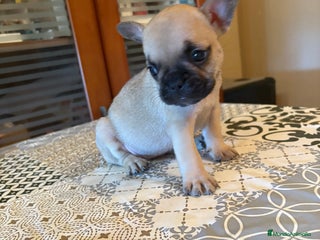 Bulldog Francés perros - Anuncio 10