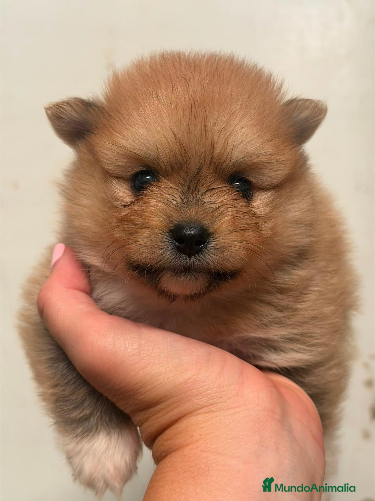 Pomerania perros POMERANIA - Anuncio 1
