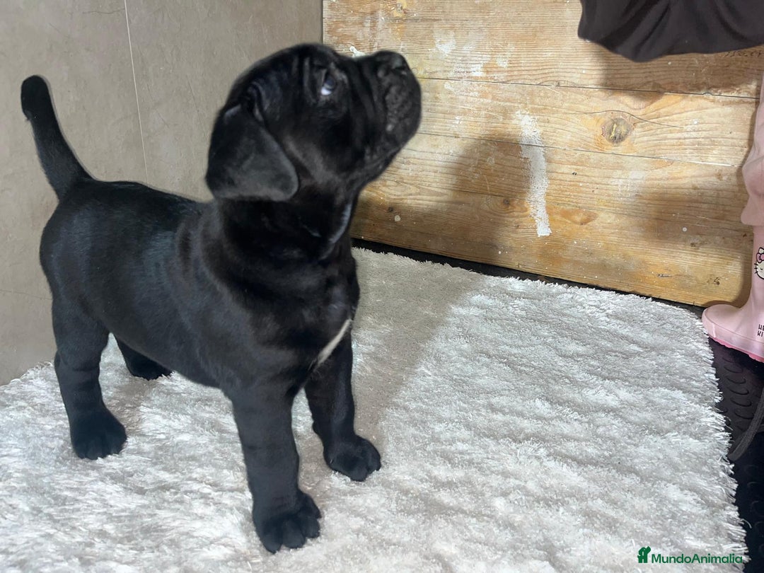 Cane Corso perros en venta: CANE CORSO PEDIGREE XL  - Anuncio 2