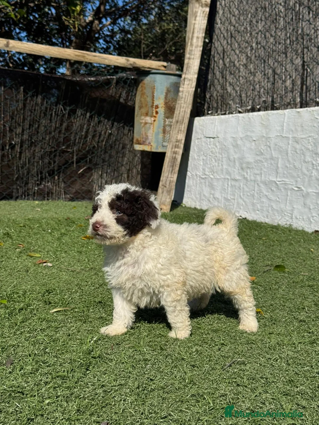Perro de Agua Español perros en venta: PERRO DE AGUA ESPAÑOL - Anuncio 2
