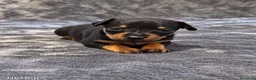 Pinscher Miniatura perros en venta: Pinscher Miniatura - Anuncio 2