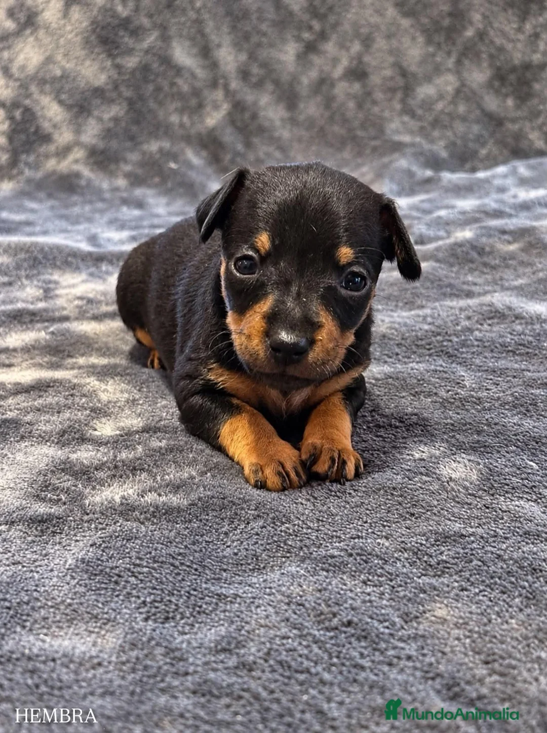 Pinscher Miniatura perros en venta: Pinscher Miniatura - Anuncio 2