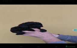 Caniche Toy perros en venta: Caniche mini toy - Anuncio 4