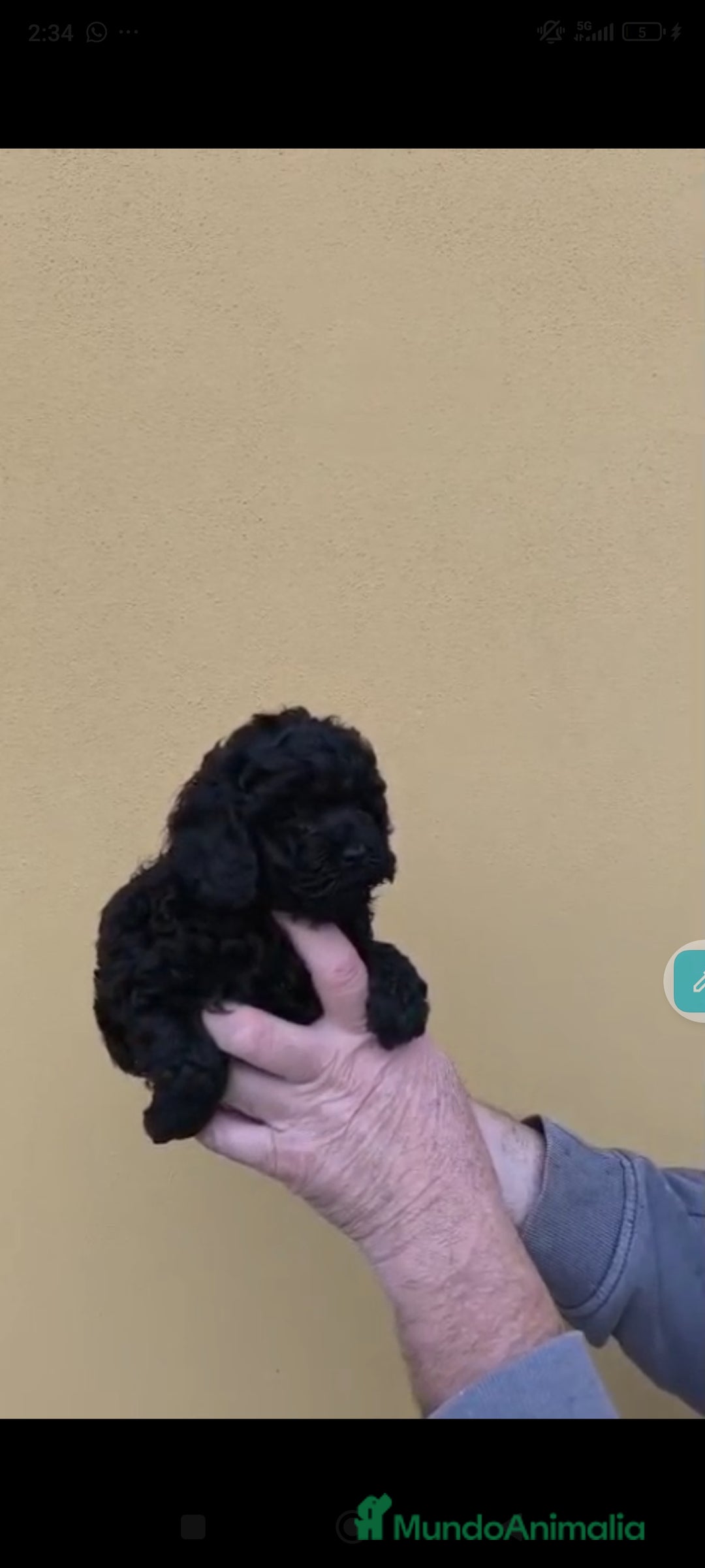 Caniche Toy perros en venta: Caniche mini toy - Anuncio 4