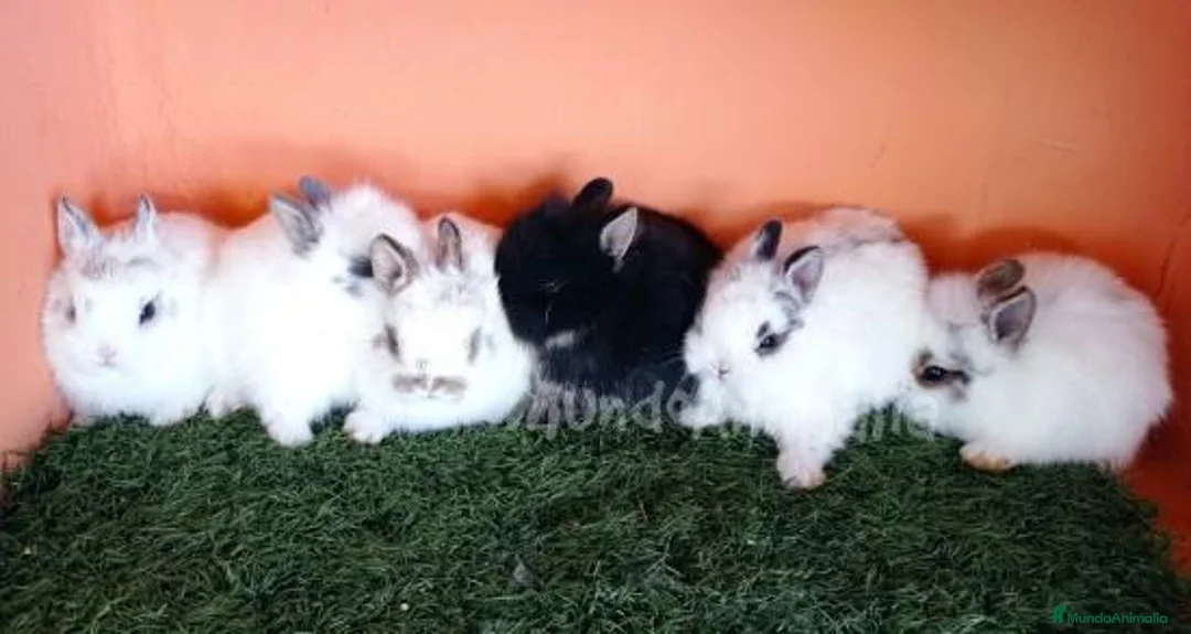 Imagen de galería {{count}}