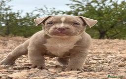 American Bully perros en venta: 💎🐾 CACHORROS AMERICAN BULLY – ¡LA MEJOR LÍNEA! - Imagen 10