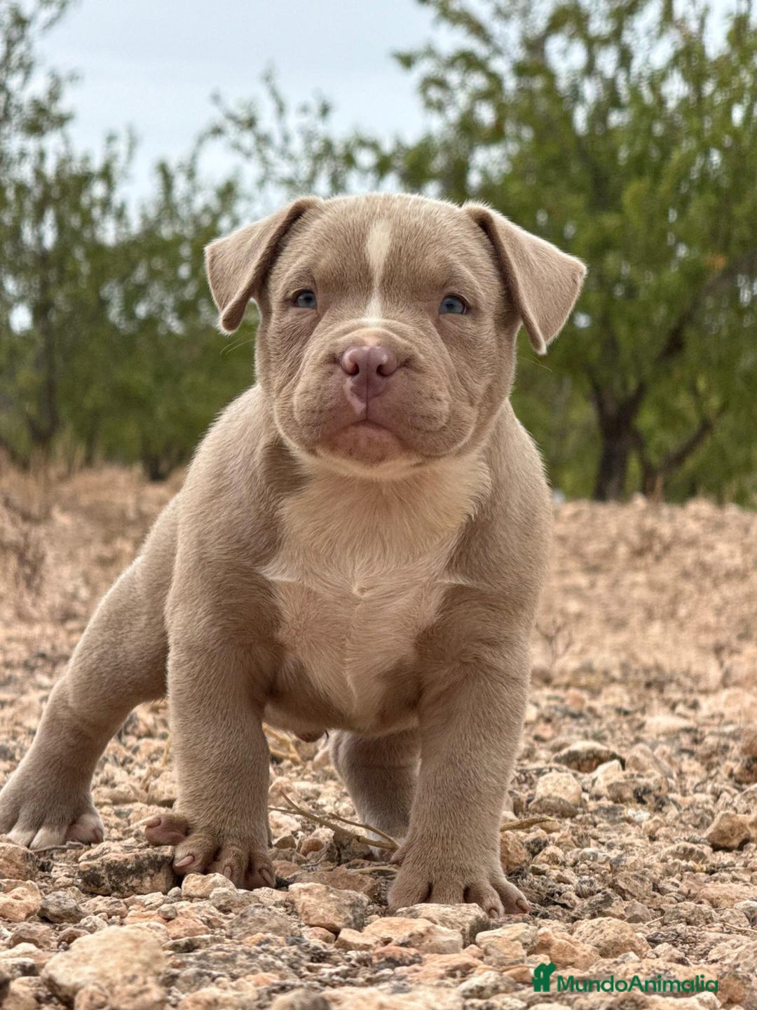 American Bully perros en venta: 💎🐾 CACHORROS AMERICAN BULLY – ¡LA MEJOR LÍNEA! - Imagen 10