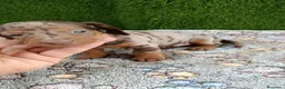 Teckel Miniatura perros en venta: Teckel kaninchen de todos los colores  - Anuncio 5