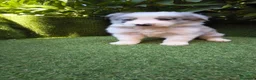 Border Collie perros en venta: border collie blue merle y blanco y negro - Anuncio 9