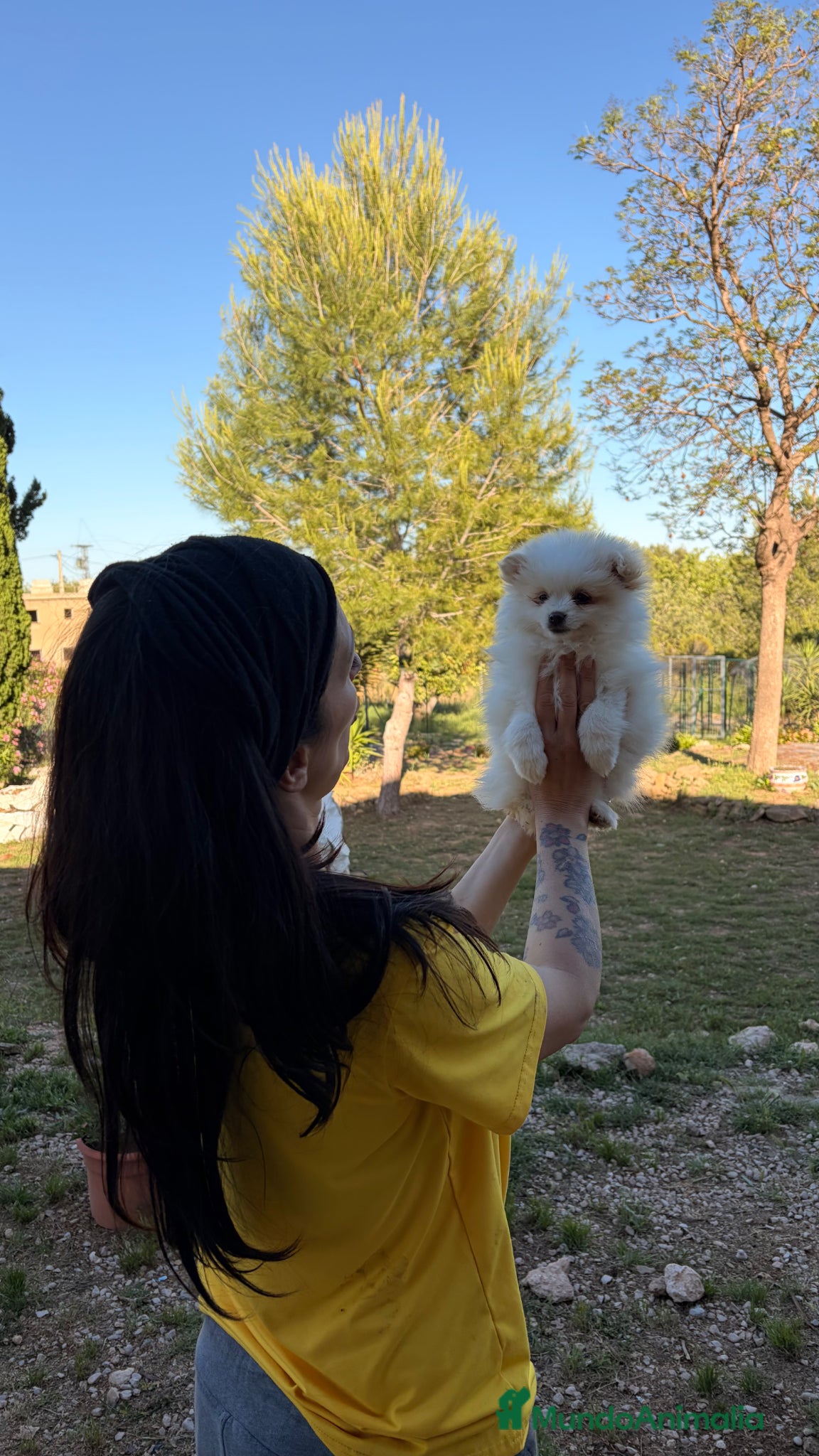 Pomsky perros Pomsky ultra mini  - Anuncio 1
