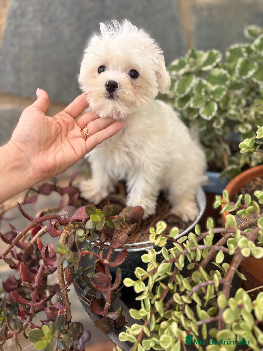 Bichón Maltés perros en venta: Bichon Maltés Mini macho  - Imagen 2