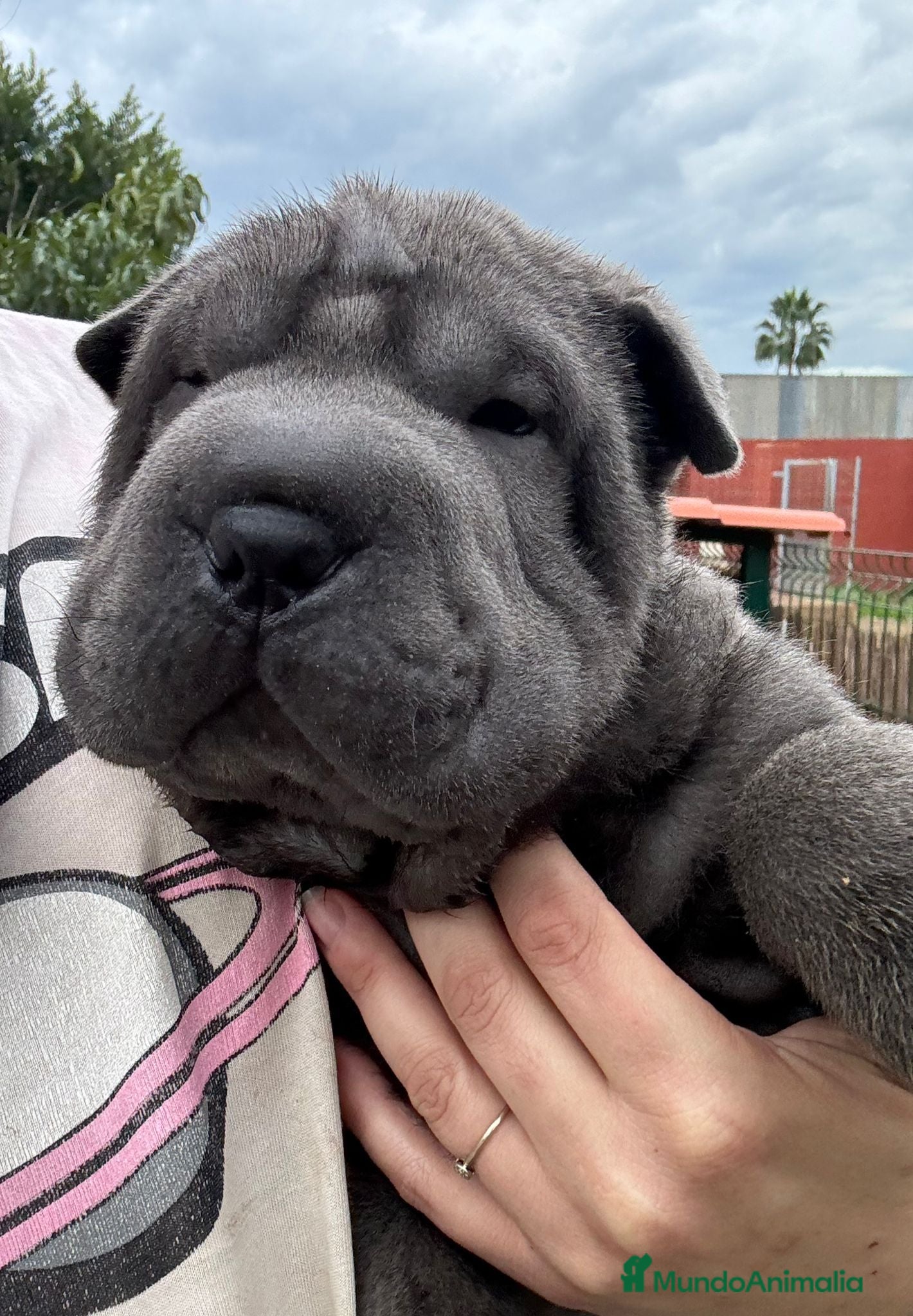 Shar Pei perros LOS SBEBES SHAR PEI DE MAS CALIDAD! en Málaga - Anuncio 2
