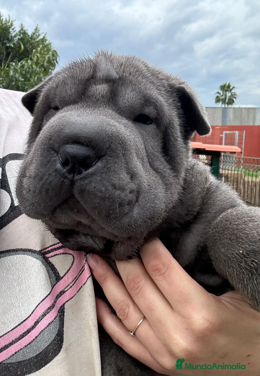Shar Pei perros en venta: LOS SBEBES SHAR PEI DE MAS CALIDAD! en Málaga - Anuncio 2